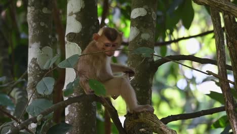 Northern-Pig-tailed-Macaque-Monkey-Sitting-On-Tree-Branch-While-Looking-Around-And-Scratching-Itchy-Balls-In-Khao-Yai-National-Park,-Thailand