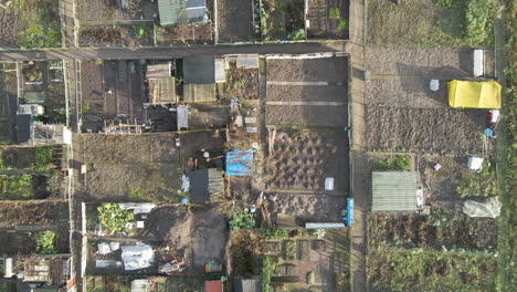 top-down-Aerial-of-community-vegetable-garden-plots-with-small-sheds