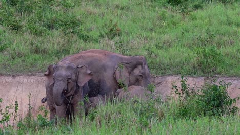 Family-Of-Asiatic-Elephants-At-Khao-Yai-National-Park-In-Thailand---Elephant-Calves-Drinking-Milk-From-Their-Dusting-Mother---slow-motion