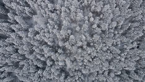 Aerial-overhead-view-of-snowed-pines-in-a-big-forest-in-the-Wasatch-Mountains-in-Utah