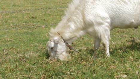 White-Feral-Goat-Eating-Grass-On-Field-During-Summer---Domestic-Goat-In-Gold-Coast,-QLD,-Australia