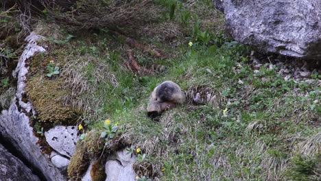 Marmot-sitting-in-the-grass-and-cleaning-itself-and-then-running-away