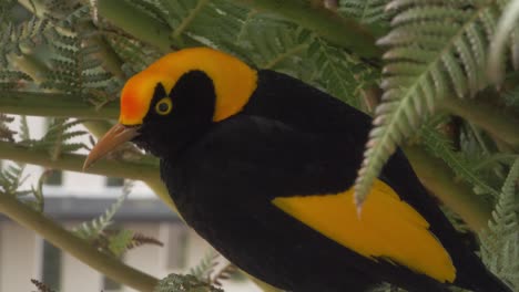 Male-Regent-Bowerbird-Perched-On-Branch-Of-Tree-With-Green-Leaves---Lamington-National-Park-Wildlife---Gold-Coast,-Australia