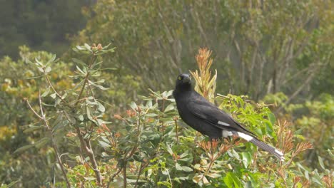 Pied-Currawong-Bird-Sitting-On-Tree-Top-In-O'Reilly's-Rainforest-Retreat-At-Springtime---Strepera-Graculina-In-Gold-Coast,-Australia---wide-shot