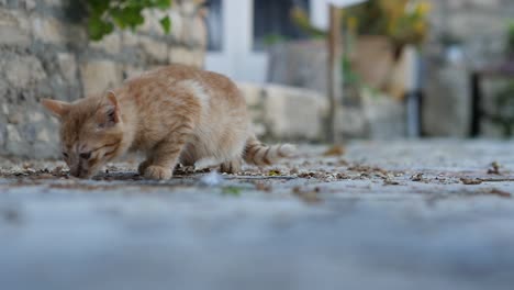 Ein-Orangefarbenes-Kätzchen-Sucht-Auf-Der-Straße-Nach-Nahrung,-Wird-Dann-Erschrocken-Und-Rennt-Davon