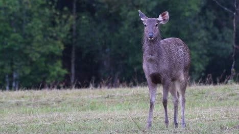Sambar-Deer-Looking-At-Camera-Standing-On-Field-On-A-Rainy-Day-In-Khao-Yai-National-Park,-Hin-Tung,-Thailand