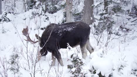 Wild-Bull-Moose-With-Large-Antlers-Eating-In-A-Winter-Landscape,-Wildlife-In-Natural-Habitat