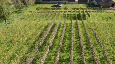 Lines-on-a-green-lush-Vineyard