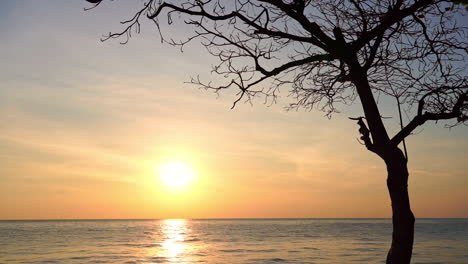 Magical-Sunset-on-Sea-Horizon,-Vivid-Sky-and-Tree-Silhouette,-Static-Full-Frame