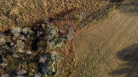 Vertical-Top-Down-View-of-Drone-Descending-Above-Outdoor-Nature-Field
