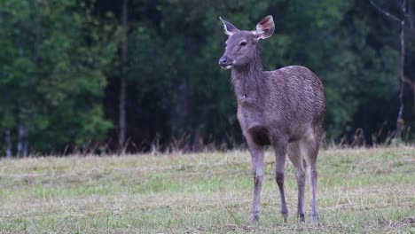 Sambar-Deer-Standing-On-Grassland-In-Khao-Yai-National-Park,-Hin-Tung,-Thailand---full-shot