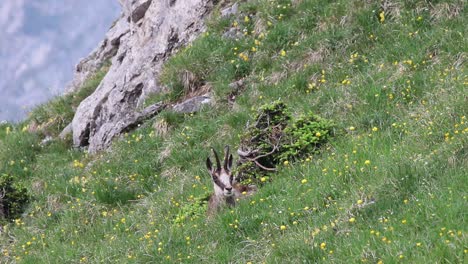 Chamois-sitting-in-the-grass-eating-and-looking-into-the-camera
