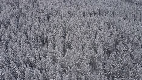 Overflying-snowy-coniferous-forest.-Aerial-circling