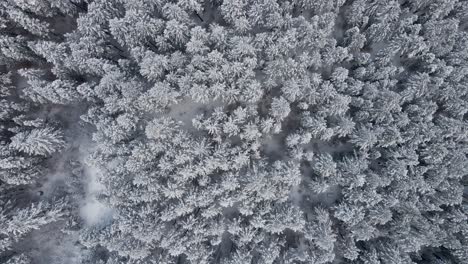Bergwald-Im-Kalten-Verschneiten-Winter,-Luftaufnahme-Von-Oben-Nach-Unten