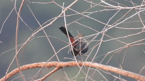 Indian-robin-bird-in-forest-