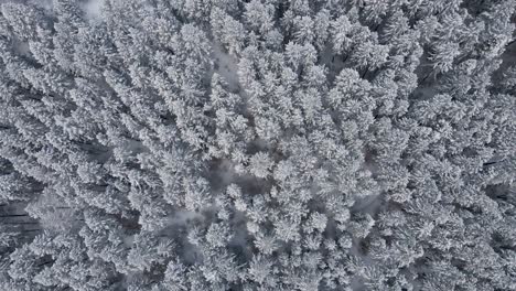 Aerial-top-down-over-snowy-mountain-forest