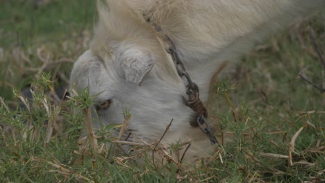 Cabra-Blanca-Con-Cadena-En-El-Cuello-Alimentando-Hierba-En-La-Pradera---Cabra-Pastando-En-La-Granja---Qld,-Australia