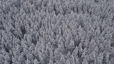 Snow-covered-fir-trees-in-cold-wintery-landscape,-aerial-view