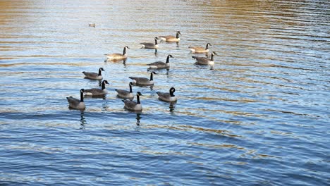 Migratory-gaggle-of-geese-swimming-on-Autumn-lake-ripples