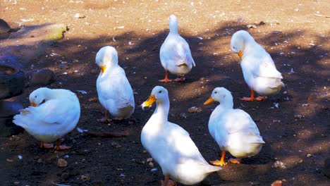 6-Weiße-Enten-Putzen-Und-Fressen-Auf-Dem-Hof