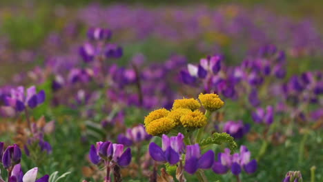 Chrysanthemum-Blooms-Surrounded-By-Lavender-Wildflowers-During-Spring-In-Oregon
