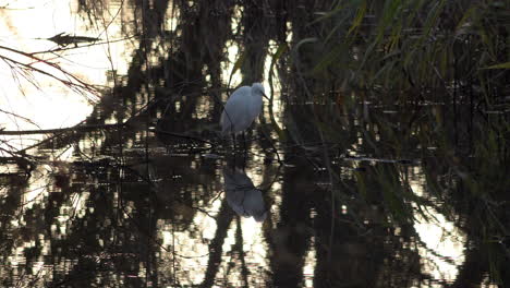 A-Little-Egret-small-white-Heron-stands-in-small-stream-watching-for-passing-food-during-a-cold-winter-sunset