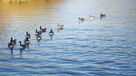 Gaggle-of-migratory-geese-swimming-on-Autumn-British-lake-ripples
