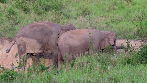 Zwei-Asiatische-Elefanten,-Die-Ihr-Verhalten-Als-Reaktion-Auf-Die-Umgebungstemperatur-Abstauben---Gefährdete-Tiere-Im-Khao-Yai-Nationalpark,-Thailand---Zeitlupe