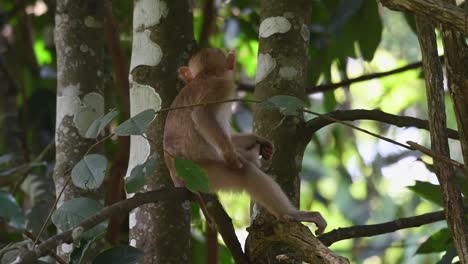 Northern-Pig-tailed-Macaque-Pricking-Itchy-Balls-While-Sitting-On-A-Tree-Branch-At-Khao-Yai-National-Park-In-Thailand---close-up