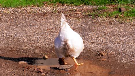 White-domestic-rooster-walking-through-puddle-and-having-a-drink-of-water-in-the-middle-of-the-farm-yard