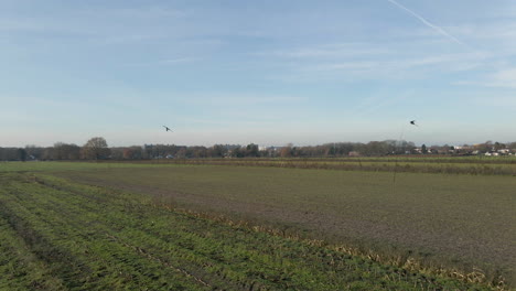 Moving-towards-hawk-shaped-bird-repellent-kite-in-plowed-farm-field