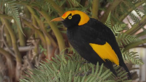 Regent-Bowerbird-Perching-On-A-Tree-In-O'Reilly's-Rainforest-Retreat---Gold-Coast,-QLD---close-up