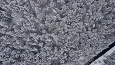 Schneebedeckte-Winterbaumlandschaft,-Drehende-Luftansicht-Von-Oben-Nach-Unten