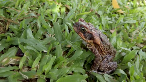 Large-toad-with-bumpy-skin-sits-on-grass-outdoors,-frog-with-copy-space
