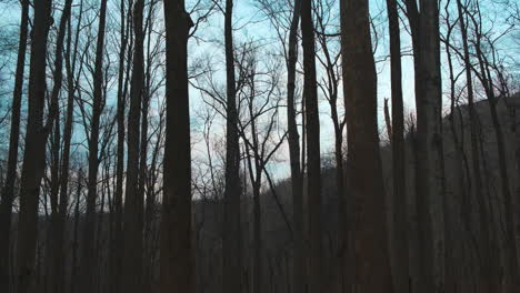 Dolly-Seitenaufnahme-Mit-Silhouette-Vieler-Dünner-Holzbäume-Im-Wald-Und-Blauem-Himmel-Im-Hintergrund