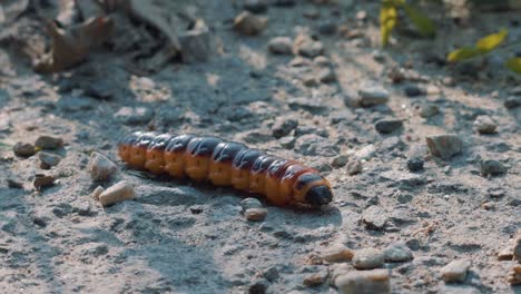 Orange-and-black-hairless-caterpillar-moving-quickly-with-a-worm-like-motion-along-the-ground