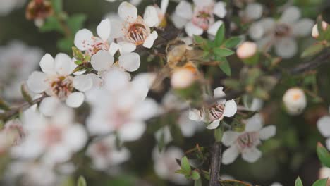 Honigbiene-Fliegt-Um-Den-Busch,-Gefüllt-Mit-Weißen-Manuka-Blüten,-Die-Pollen-Sammeln
