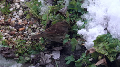A-white-throated-sparrow-pecks-at-snowy-ground-and-undergrowth-in-search-of-food