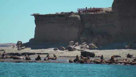 Kolonie-Von-Seelöwen-An-Der-Patagonischen-Küste-An-Einem-Sonnigen-Tag---Seitlich-Aus-Der-Luft