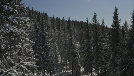 Pine-forest-near-Kope-winter-sports-resort-in-the-Pohorje-mountains-Slovenia,-Aerial-flyover-shot