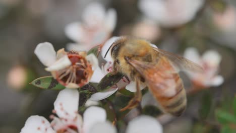 Atemberaubende-Nahaufnahme-Der-Weiblichen-Honigbiene,-Die-In-Manuka-Blume-Auf-Nahrungssuche-Geht,-Bestäubung