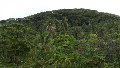 Bosque-En-La-Isla-De-Raiatea,-Polinesia-Francesa