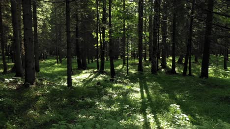 Eine-Schöne-Waldszene-Im-Sommer