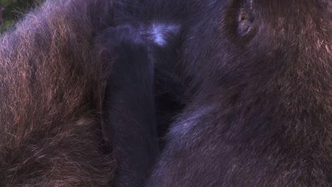Close-up-of-a-baboon-removing-parasites-and-grooming-from-another-female