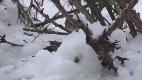 A-white-throated-sparrow--moves-through-the-snowy-underbrush