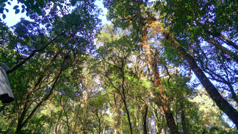 Waldbäume.-Natur-Grünes-Holz-Sonnenlicht-Und-Himmel