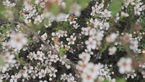 Westliche-Honigbiene,-Die-Sich-Auf-Atemberaubenden-Weißen-Manuka-Blüten-Bewegt