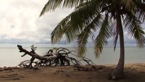 Dead-tree-trunk-on-the-beach-in-Raiatea,-Society-Islands,-French-Polynesia