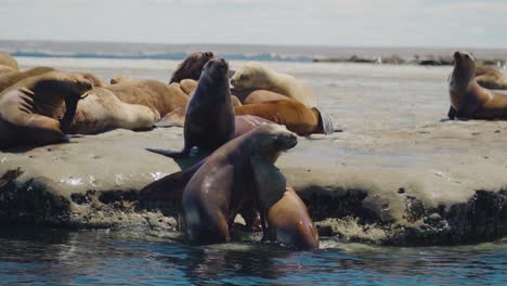 Kolonie-Von-Seelöwen,-Die-Sich-An-Einem-Sonnigen-Tag-An-Der-Patagonischen-Küste-Aalen