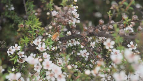 Wild-Manuka-flowers-being-pollinated-by-European-Honey-bee-in-New-Zealand